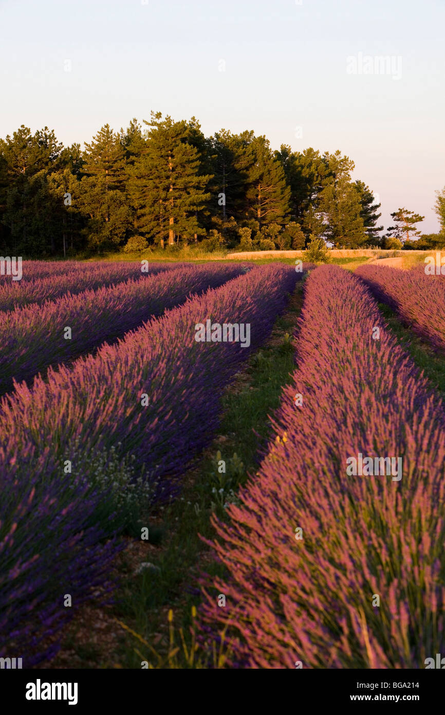 France, Alpes de Haute Provence, near Valensole, lavender fields Stock Photo