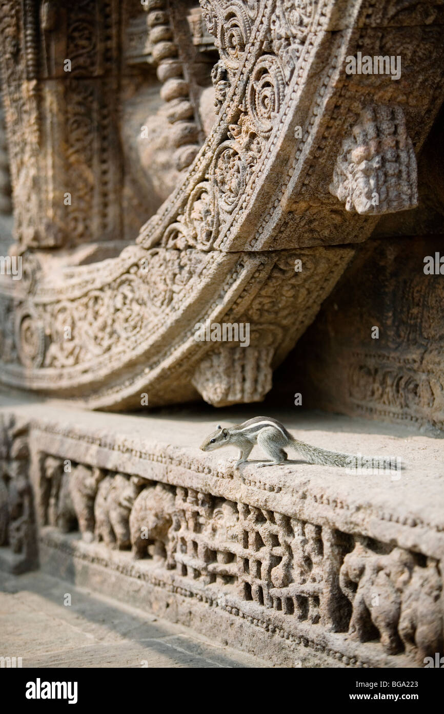 Squirrel next to a stone carving at Sun Temple of Konark, Orissa state, India. Stock Photo