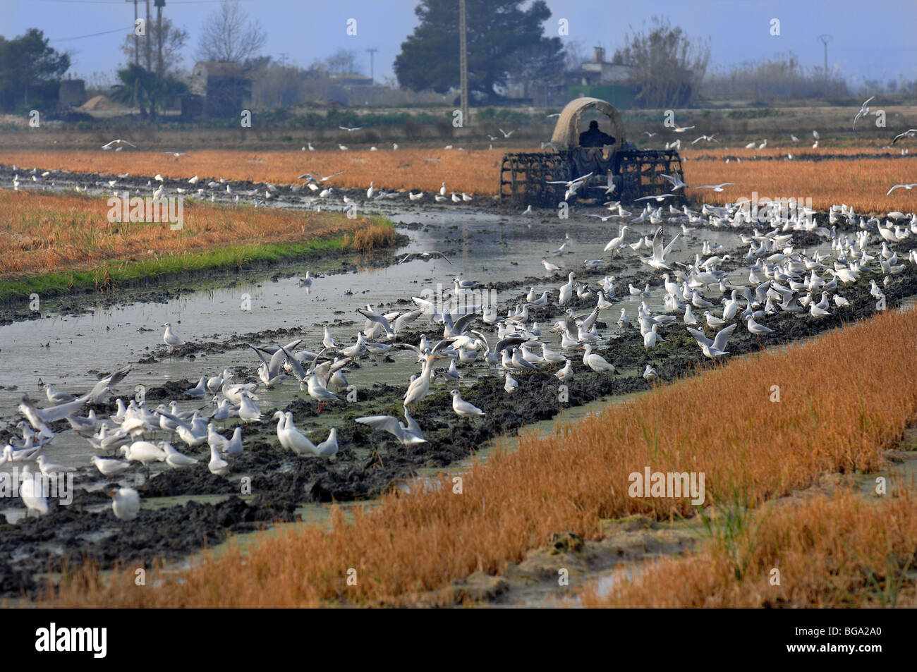 Ricefield tractor hi-res stock photography and images - Alamy