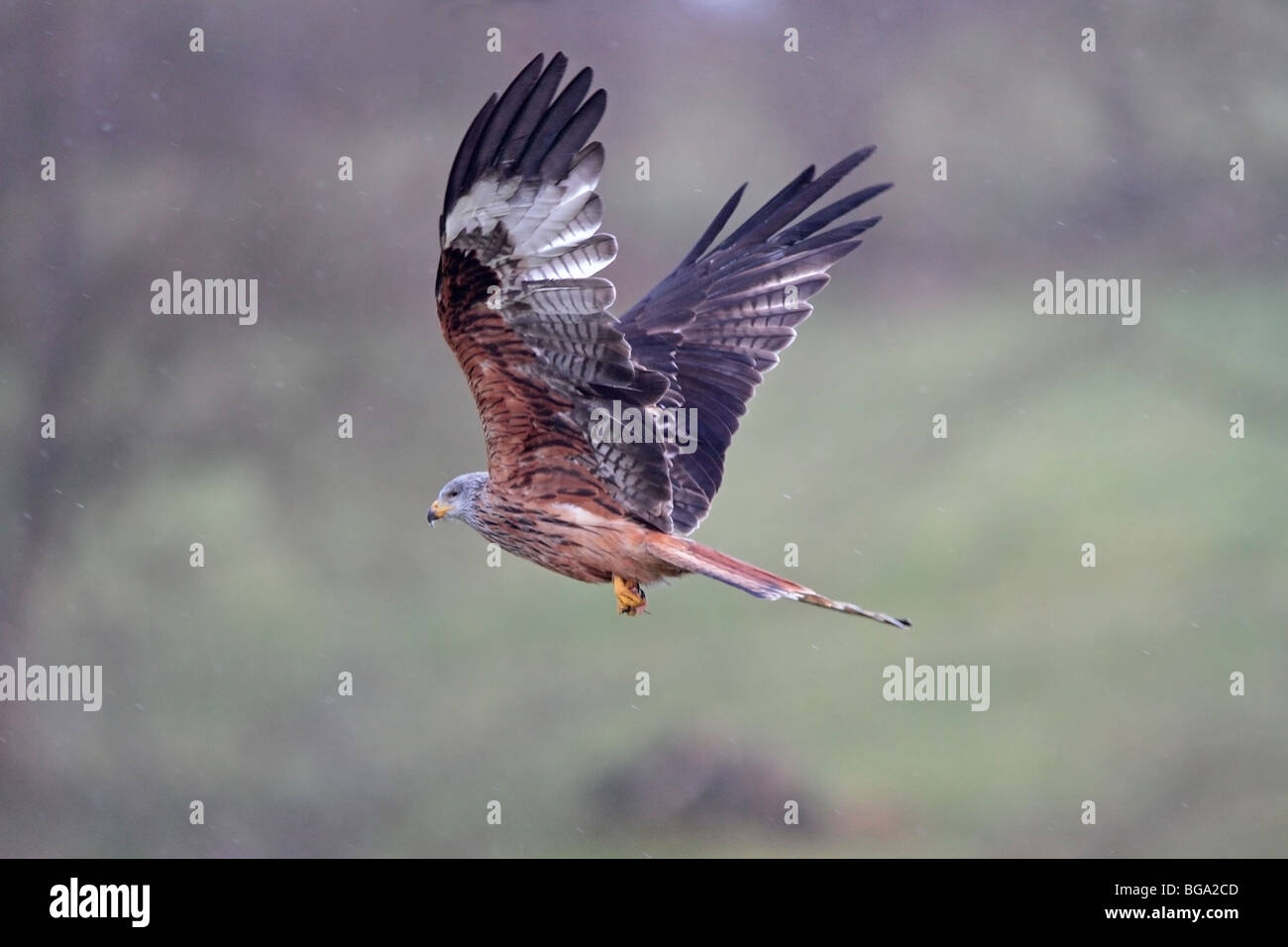 Red Kite in flight Stock Photo