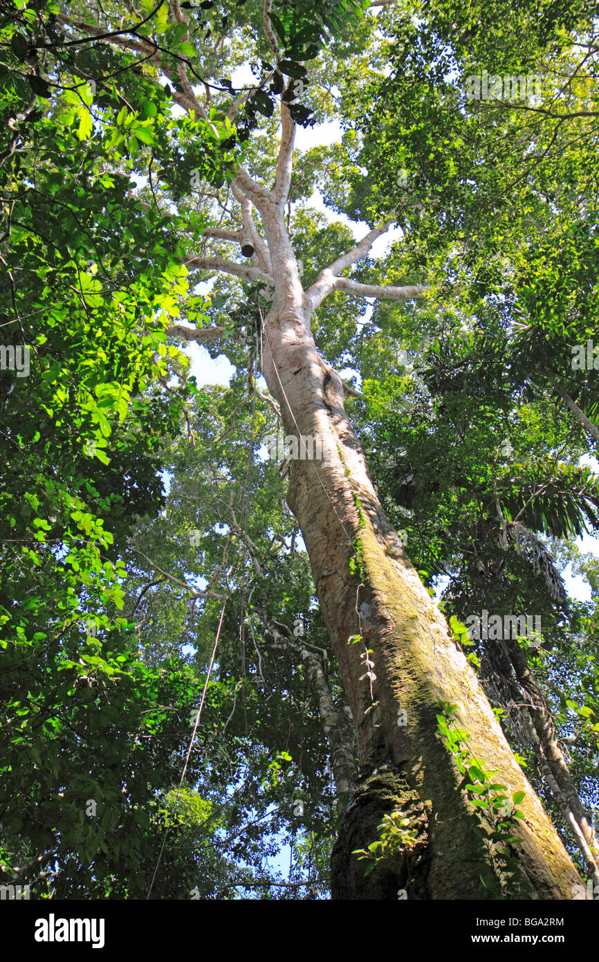 ironwood tree, Tambopata National Reserve, Amazon Area, Peru, South