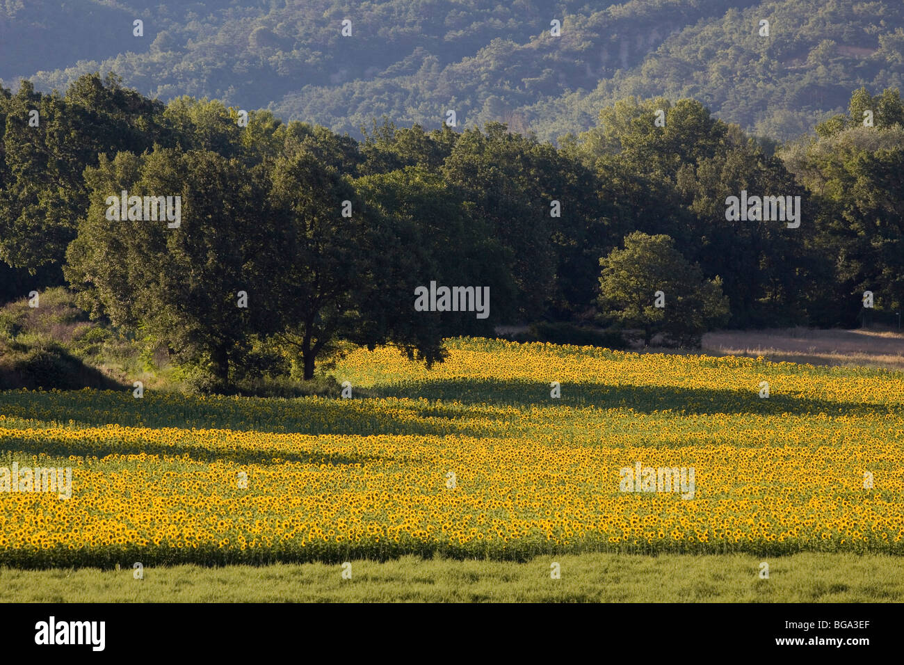 France, Alpes de Haute-Provence, sunflowers Stock Photo