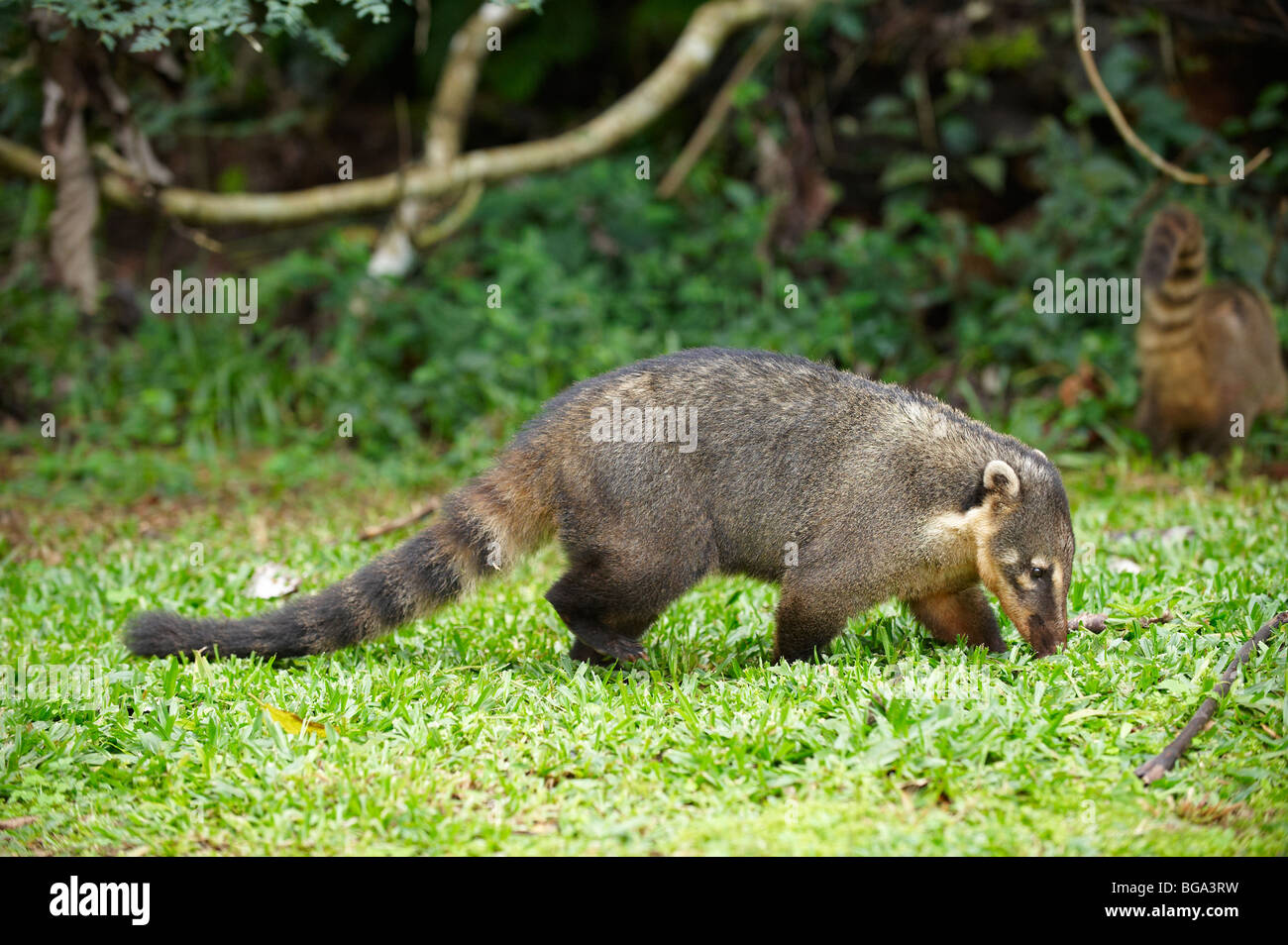 coati, Nasua nasua , Iguassu National Park, FOZ DO IGUACU, Brasil, South America Stock Photo