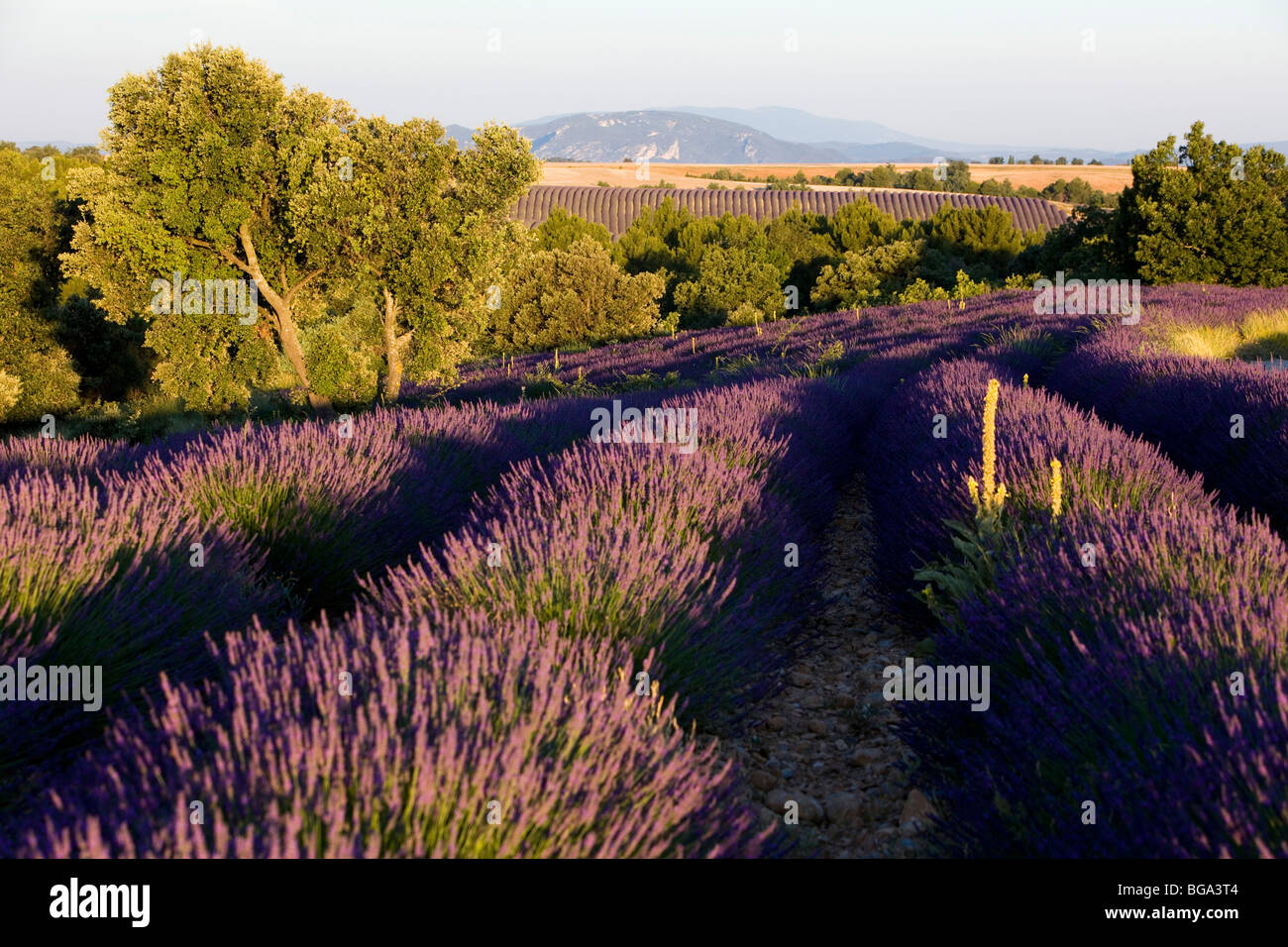 France, Alpes de Haute Provence, near Valensole, lavender fields Stock Photo