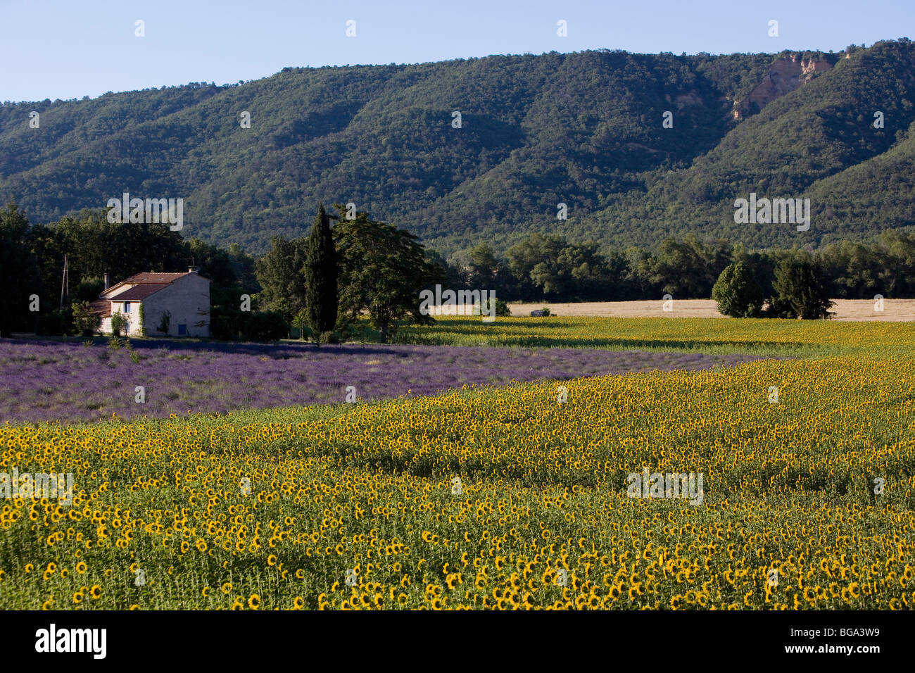 France, Alpes de Haute-Provence, sunflowers and lavender Stock Photo