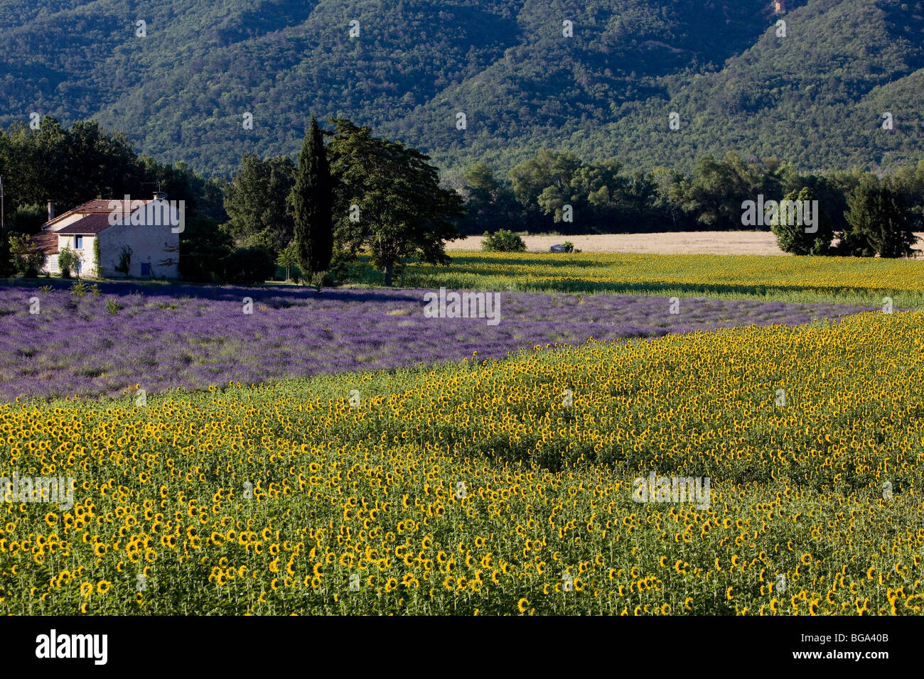 France, Alpes de Haute-Provence, sunflowers and lavender Stock Photo