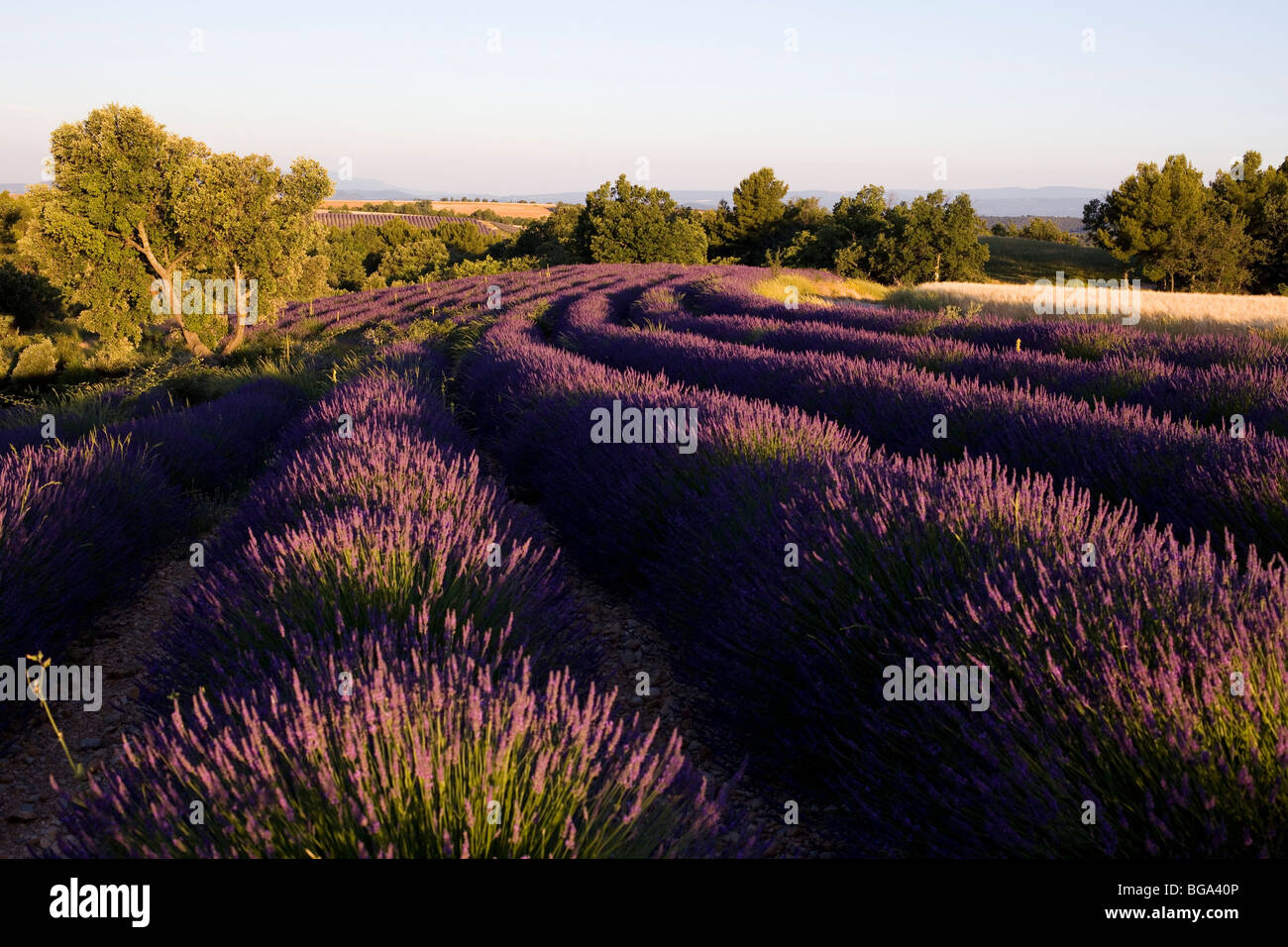 France, Alpes de Haute Provence, near Valensole, lavender fields Stock Photo