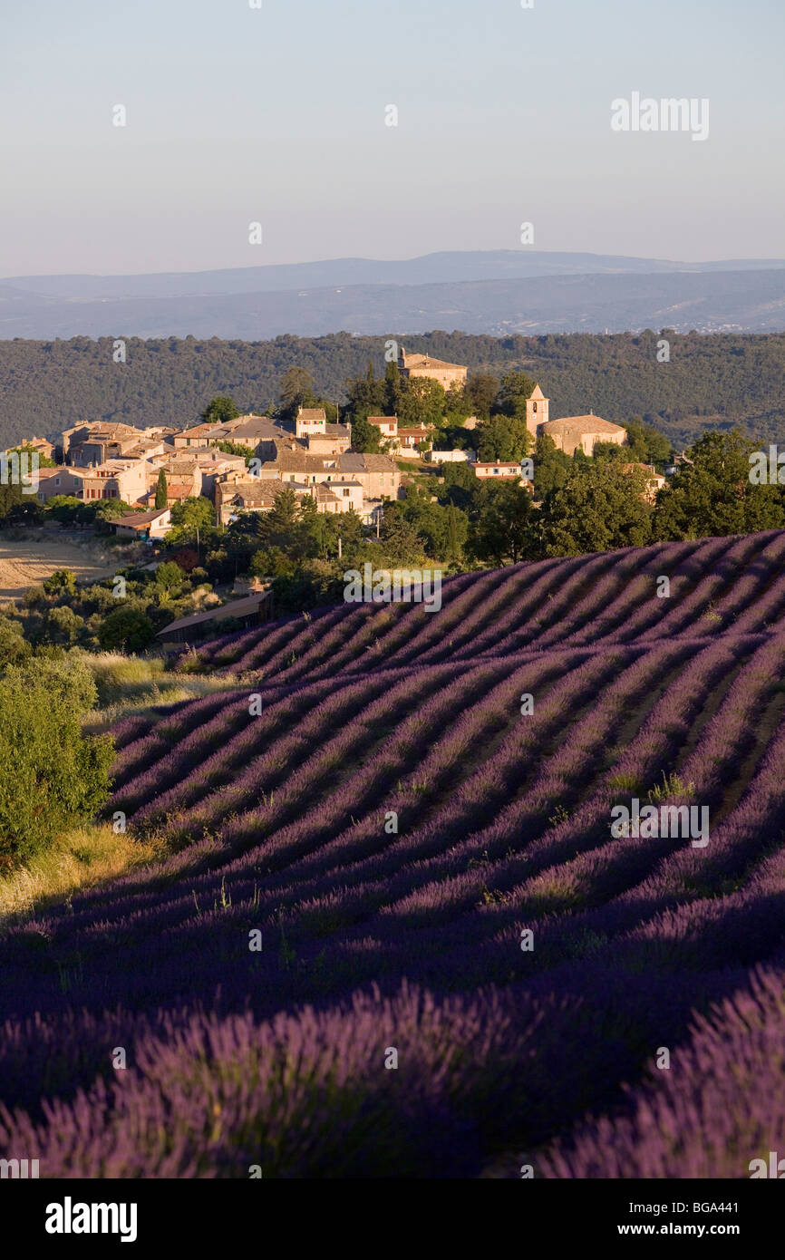 France, Alpes de Haute Provence, Entrevennes, lavender field Stock Photo
