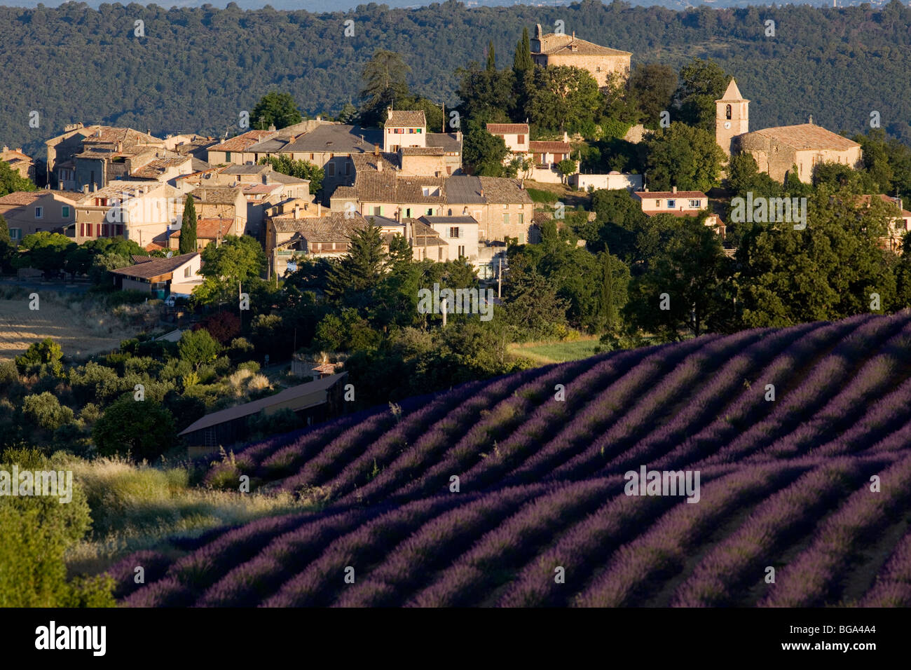 France, Alpes-de-Haute-Provence, Entrevennes, overview of the village and lavender field Stock Photo
