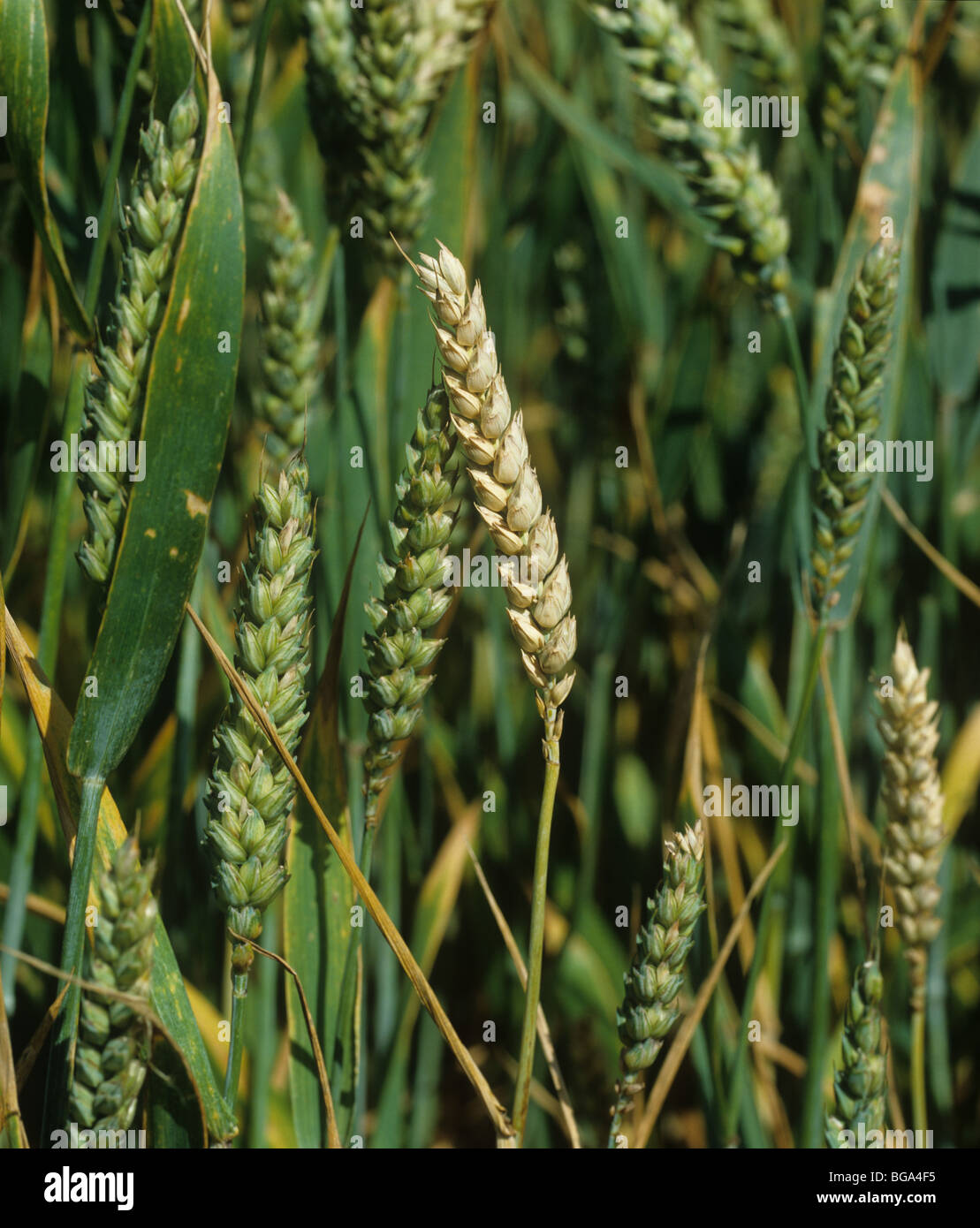 Whitehead caused by fusarium foot rot (Fusarium sp.) to a wheat plant in a crop Stock Photo