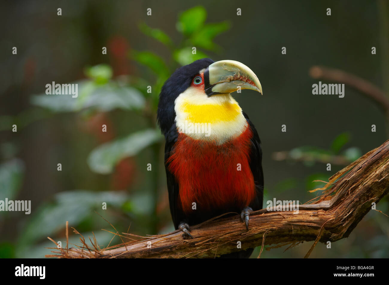 Red-breasted Toucan, Ramphastos dicolorus, BIRDS PARK, FOZ DO IGUACU, Brasil, South America Stock Photo