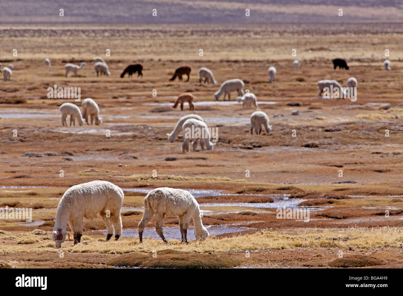 llamas at the Pampa Cañahuas near Arequipa, Andes, Peru, South America Stock Photo