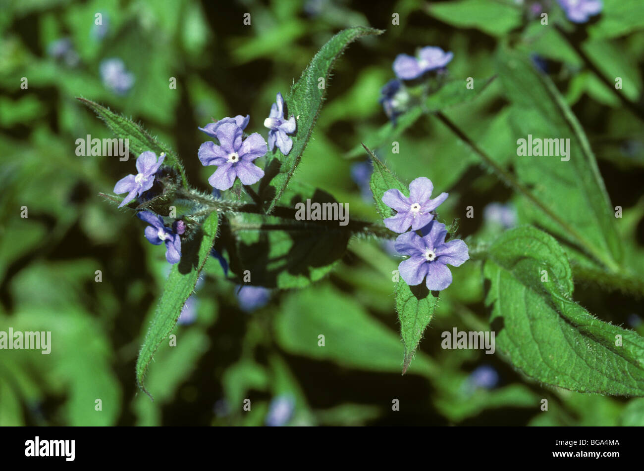 Green alkanet (Pentaglottis sempervirens) flowering plant, Gloucestershire Stock Photo