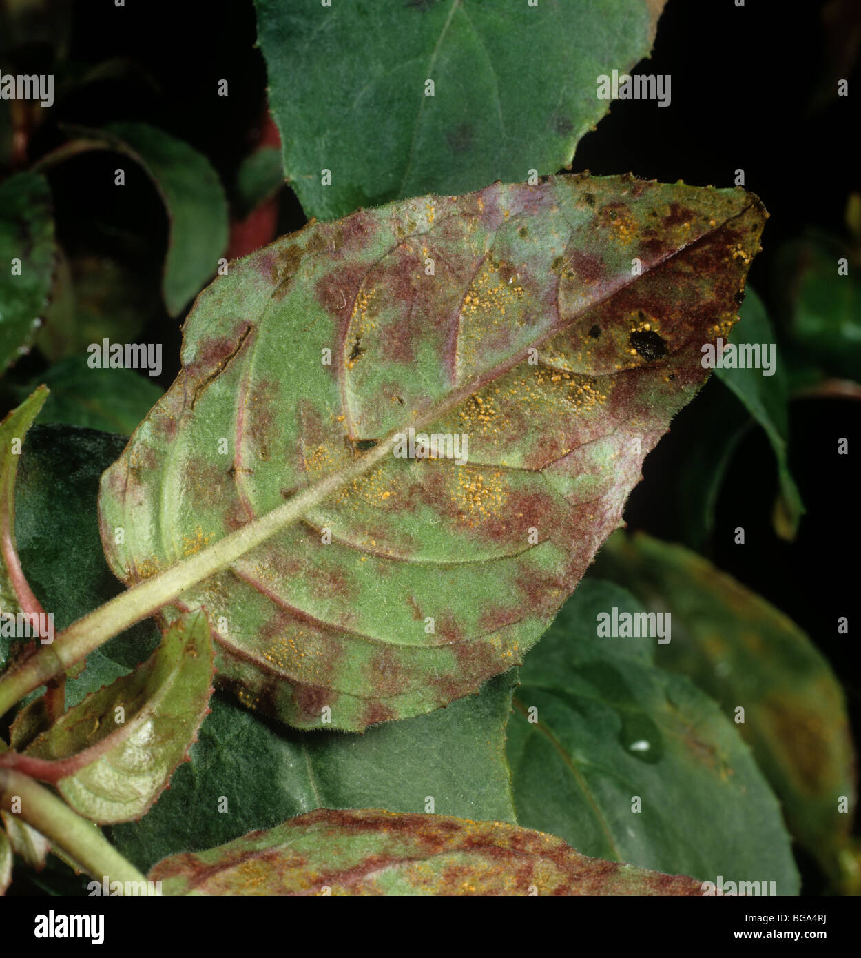 Fuchsia rust (Pucciniastrum epilobii) pustules on the underside of a fuchsia leaf Stock Photo