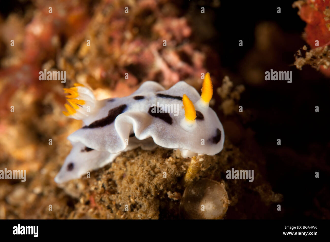 Nudibranch (Chromodoris dianae), Lembeh Strait, North Sulawesi, Indonesia Stock Photo