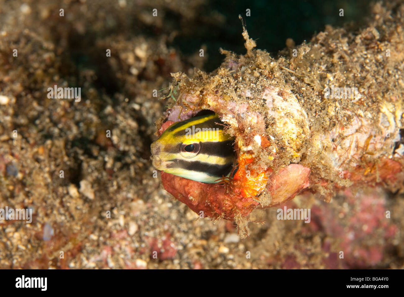 Striped Fangblenny (Meiacanthus grammistes), in coral encrusted bottle, Lembeh Strait, North Sulawesi, Indonesia Stock Photo