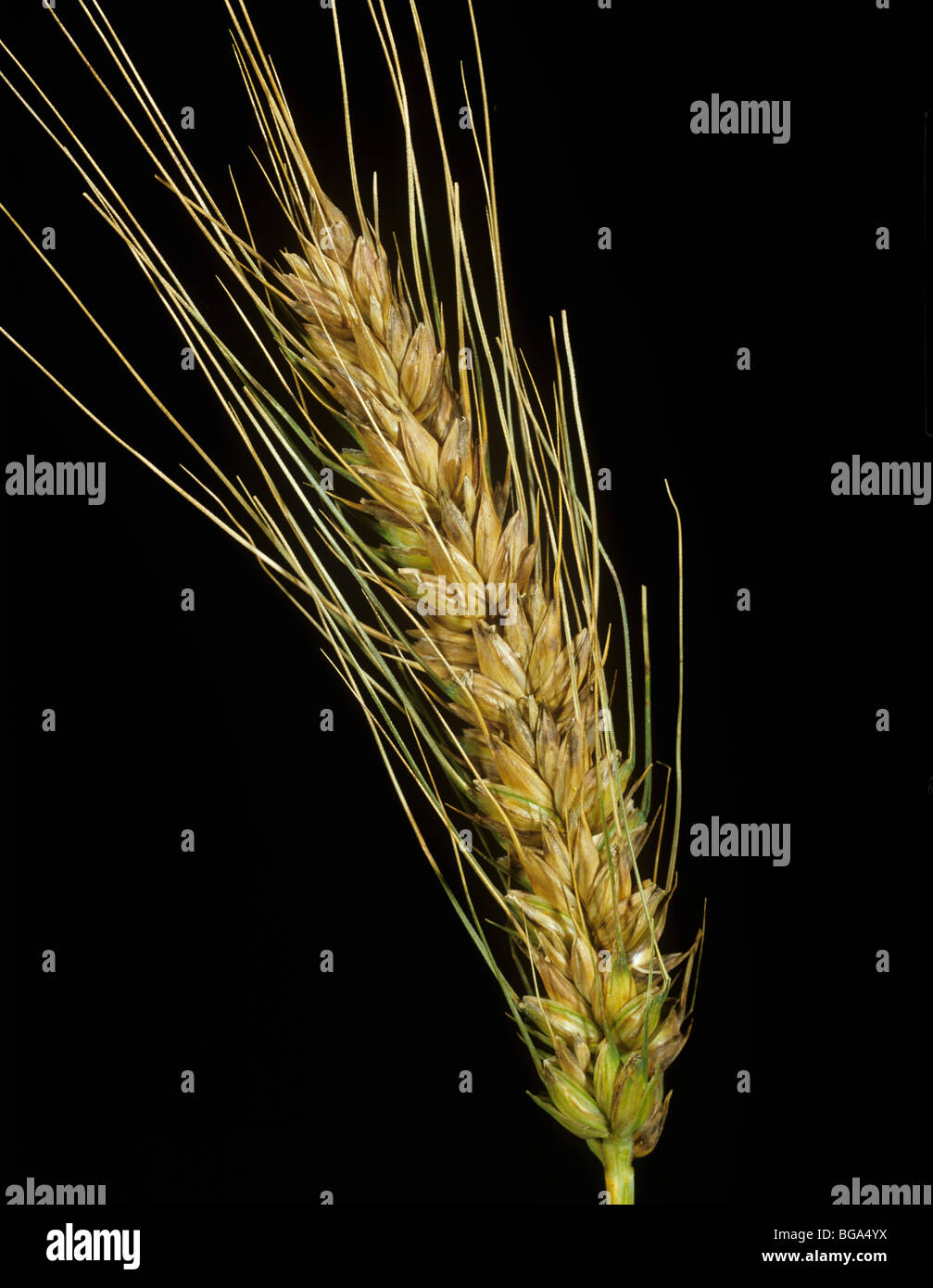 Glume blotch (Phaeosphaeria nodorum) lesions on ears of bearded (awned) wheat Stock Photo