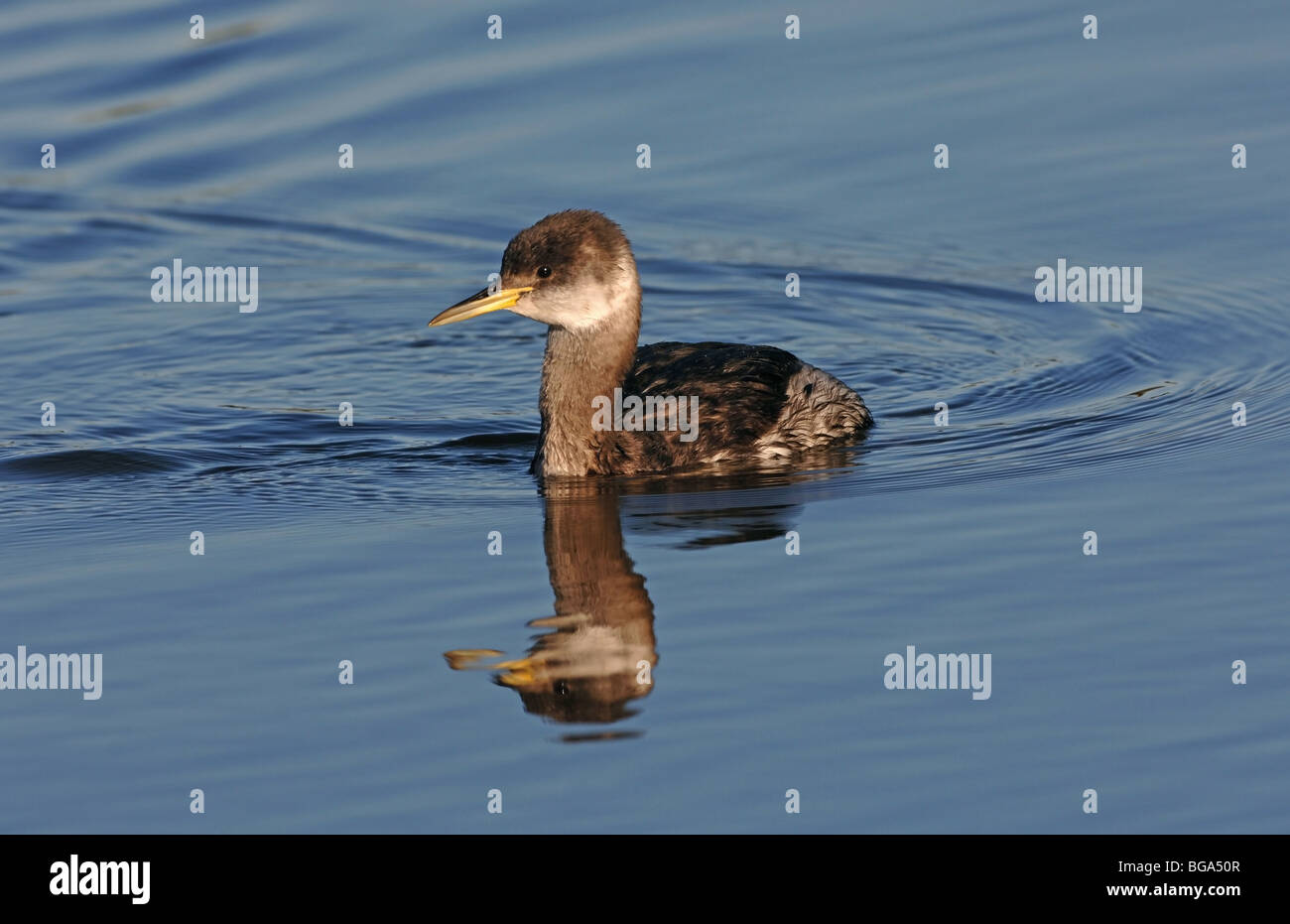 Red-necked Grebe in winter plumage Stock Photo