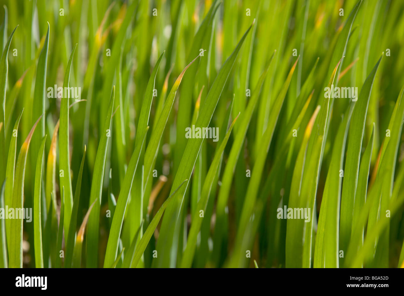 Green onions growing in a garden Stock Photo - Alamy