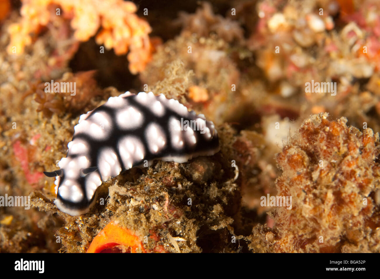 Nudibranch (Phyllidiella pustulosa), Lembeh Strait, North Sulawesi, Indonesia Stock Photo