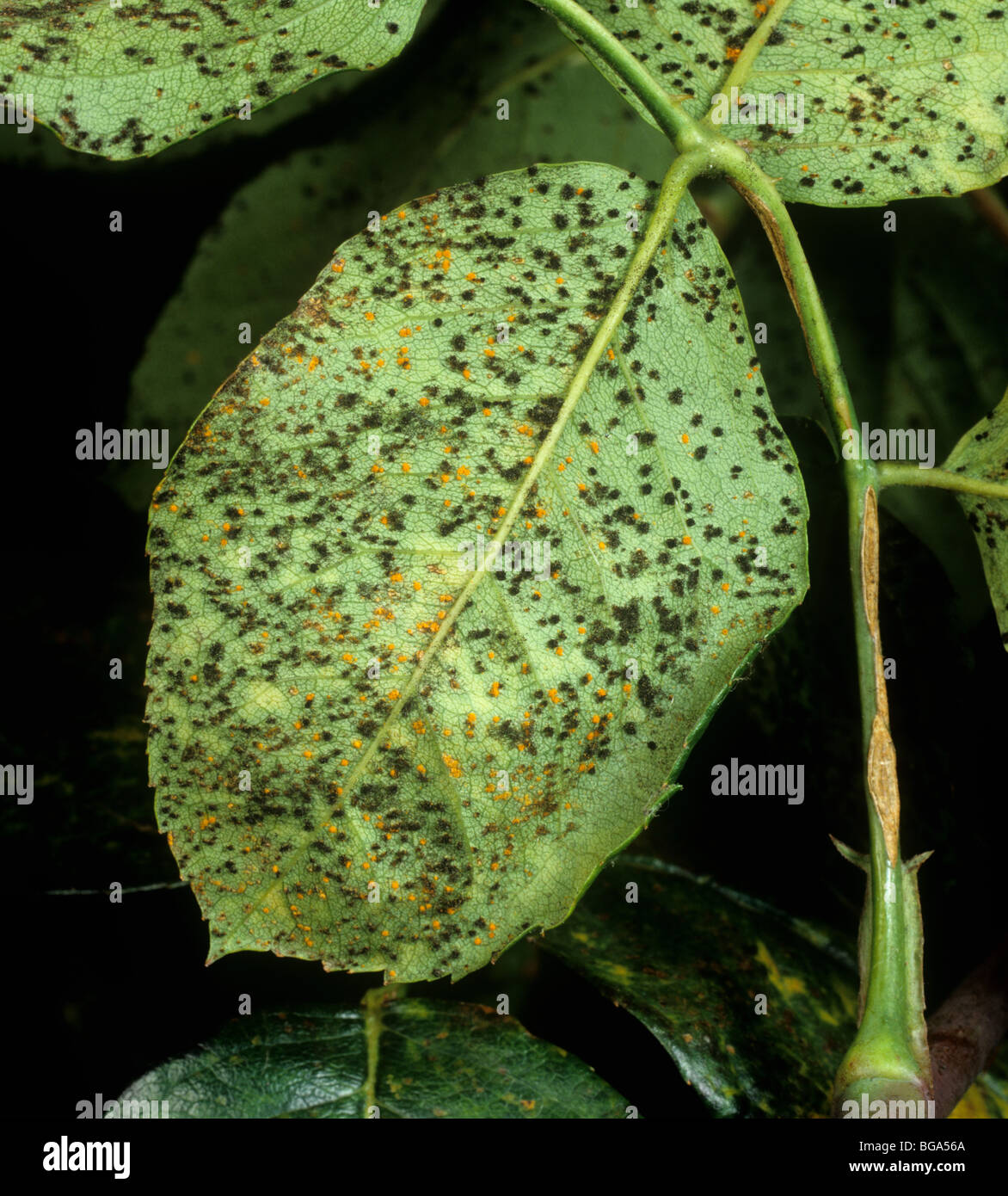 Rose rust (Phragmidium tuberculatum) teliospore pustules on leaf underside Stock Photo