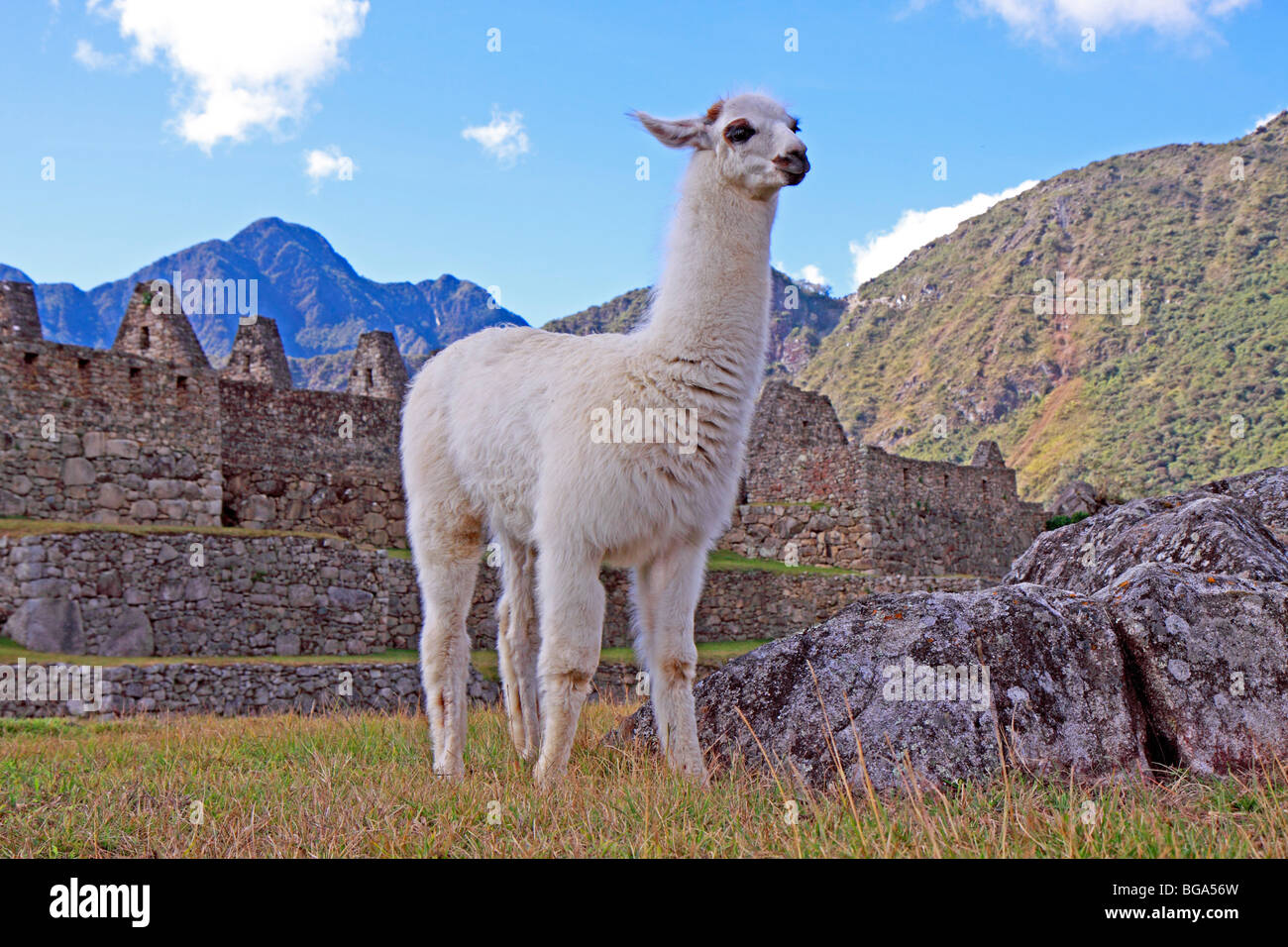young llama at Machu Picchu, Peru, South America Stock Photo
