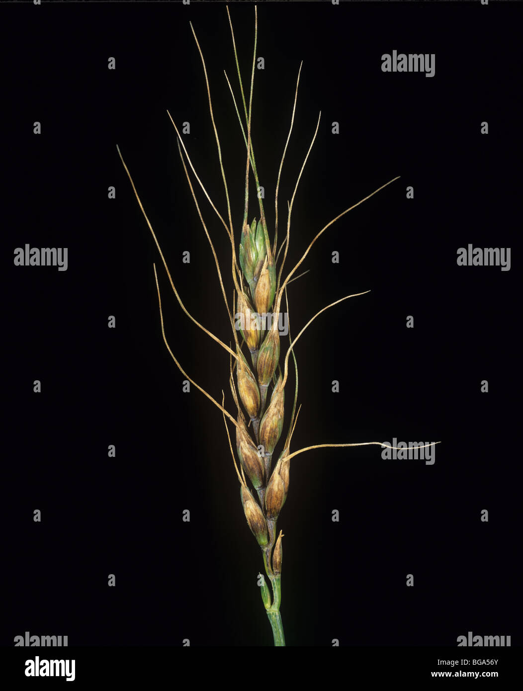 Glume blotch (Phaeosphaeria nodorum) lesions on ears of bearded (awned) wheat Stock Photo