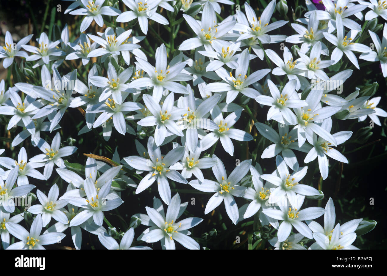 Star of Bethlehem (Ornithogallum montanum) flowering plants in summer Stock Photo