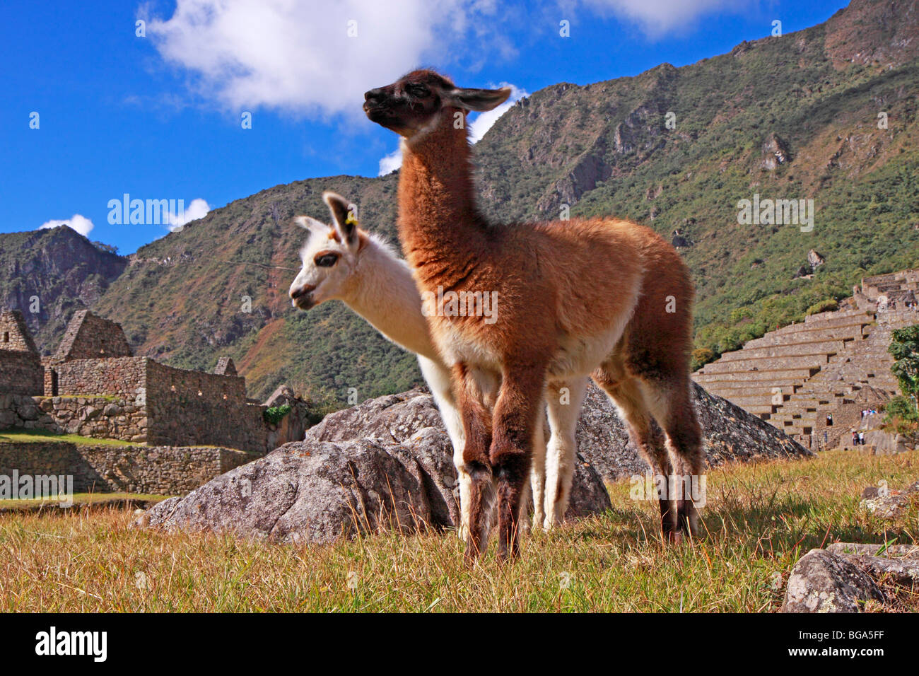 young llamas at Machu Picchu, Peru, South America Stock Photo
