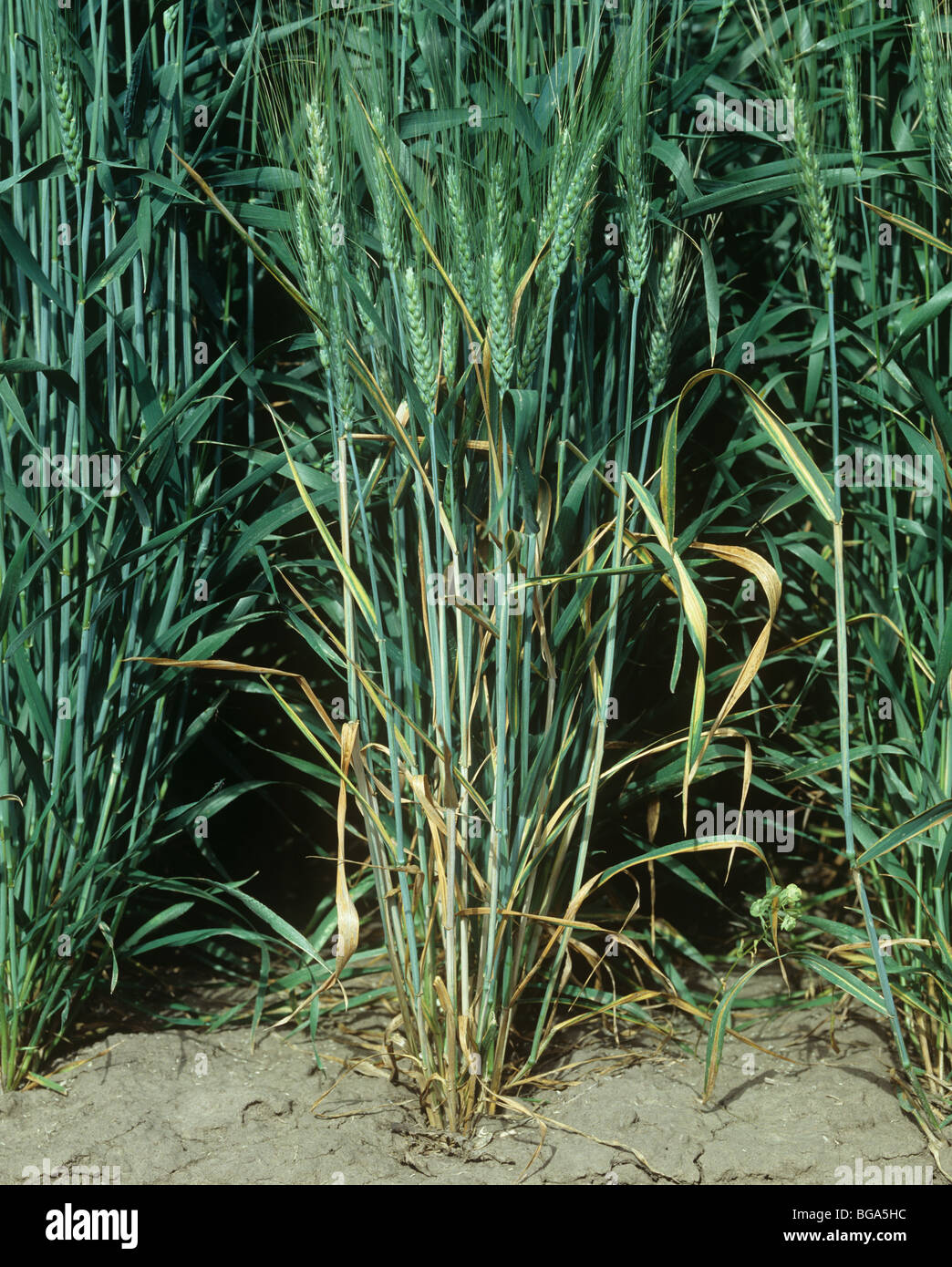 Wheat leaf stripe (Cephalosporium gramineum) on flagleaves of bearded (awned) wheat in ear Stock Photo