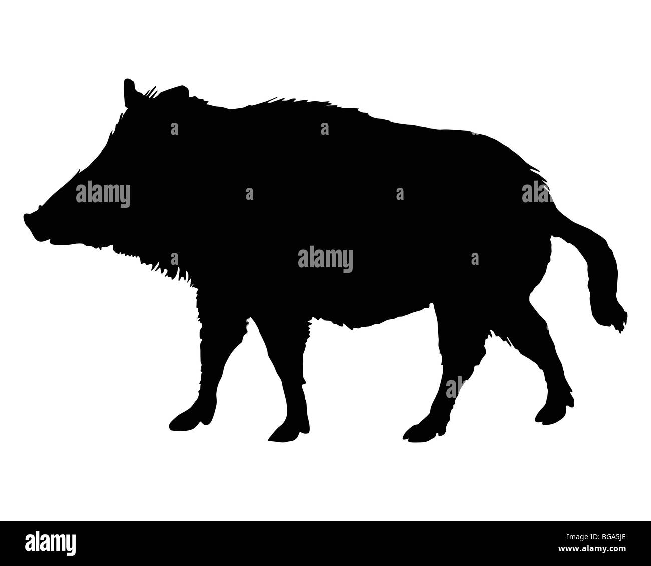 The black silhouette of a boar on white Stock Photo