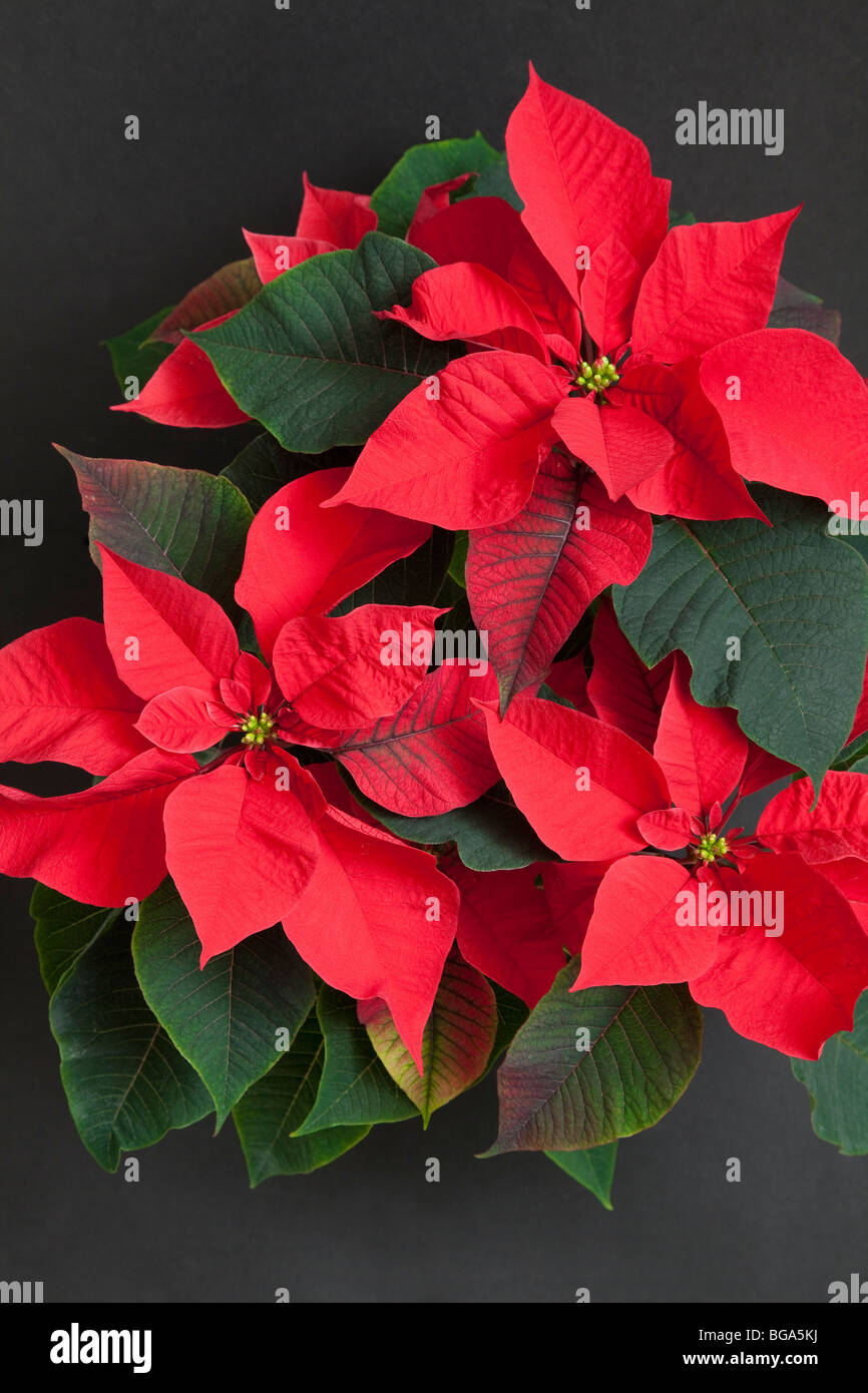 Poinsettia, Euphorbia pulcherrima, popular Christmas house plant Stock Photo