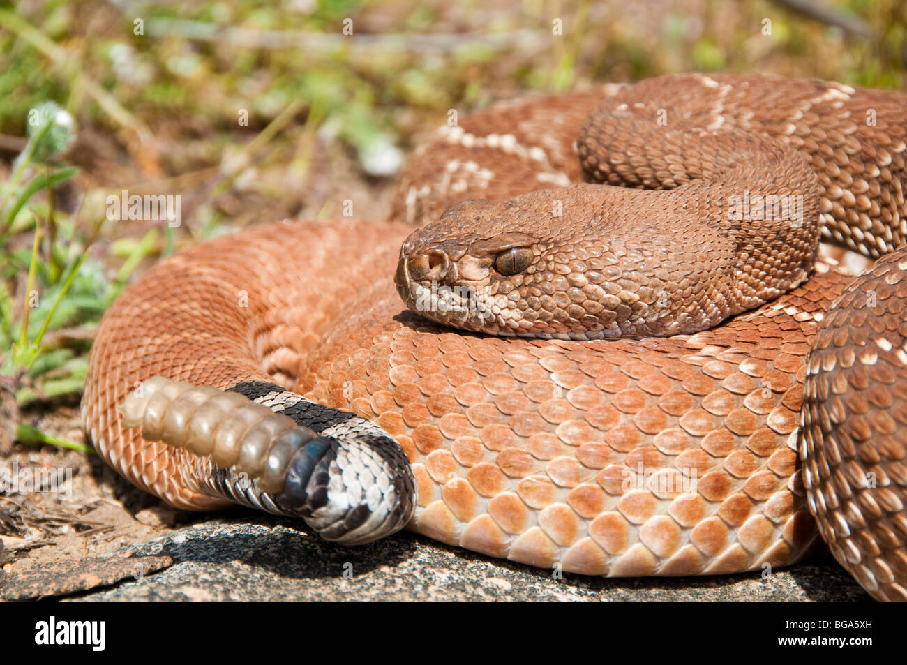 Red Diamond Rattlesnake Crotalus Ruber High Resolution Stock