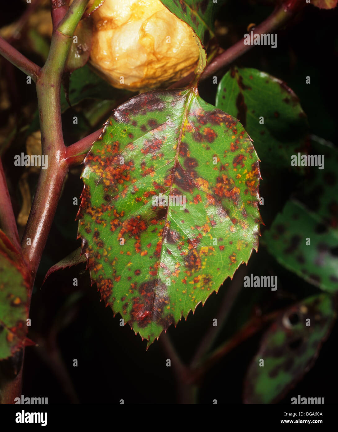 Rose rust (Phragmidium tuberculatum) lesions on rose leaf upper surface Stock Photo
