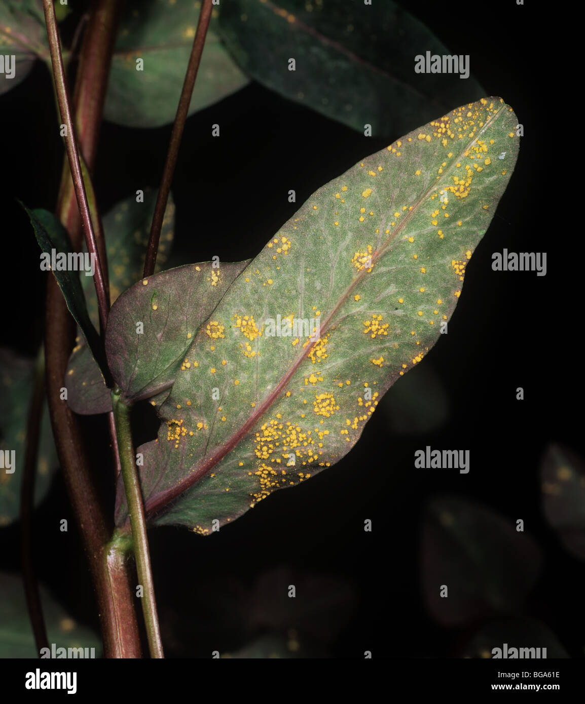 Euphorbia rust (Melampsora euphorbiae) pustules on ornamental Euphorbia dulcis leaves Stock Photo