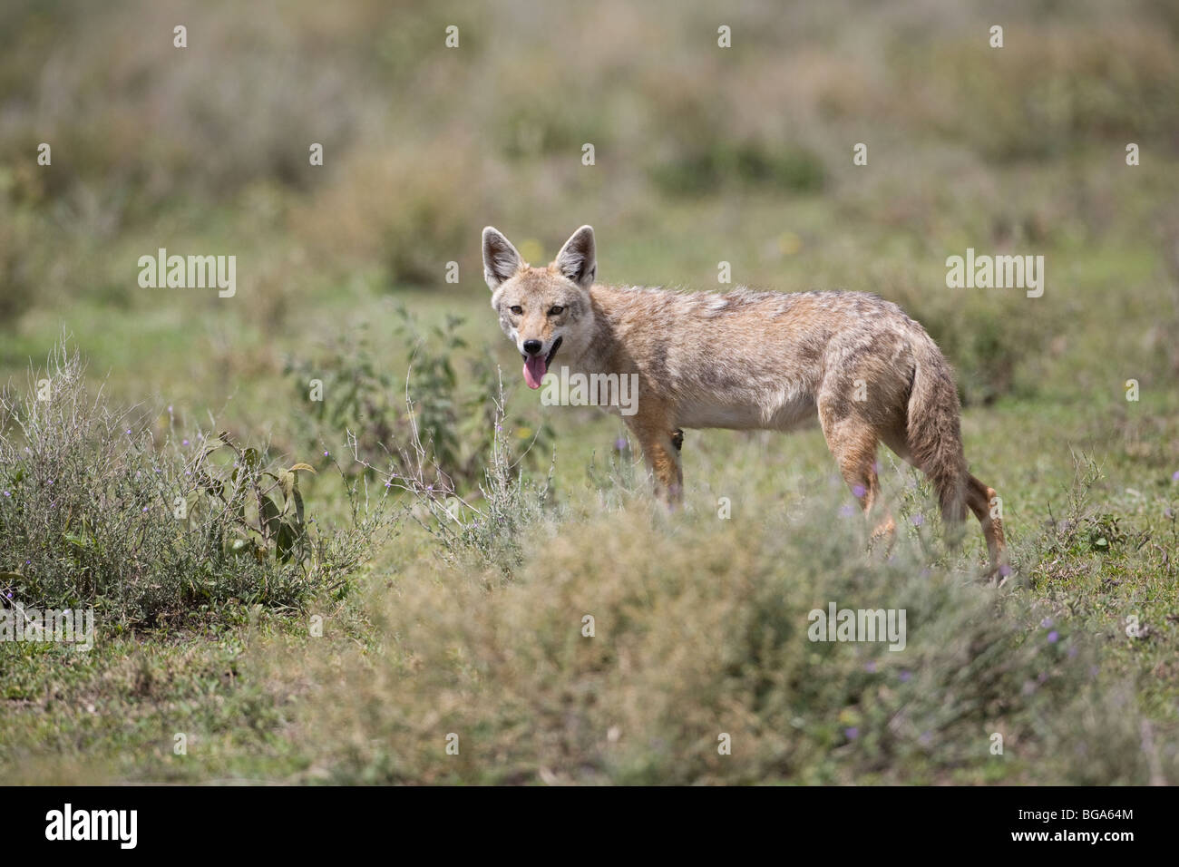 Common Jackal (Canis aureus) facing the camera and panting on the African plains Stock Photo