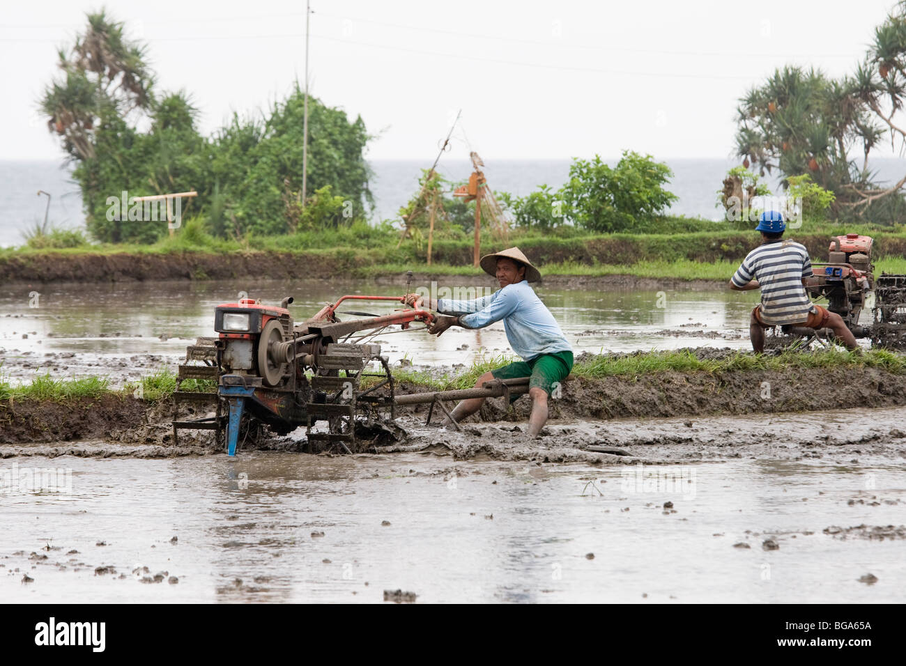 Mechanised cultivation, rice paddy field, Bali Stock Photo - Alamy