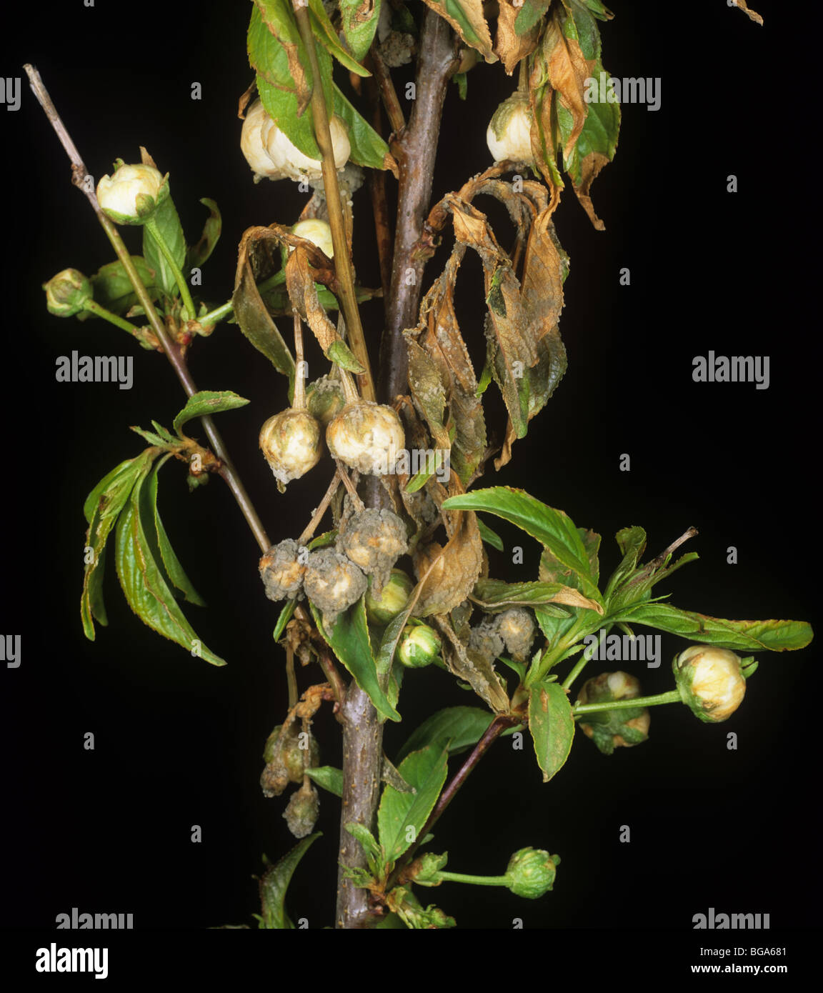 Blossom wilt (Monilinia laxa) diseased flower buds on Prunus glandulosa Stock Photo