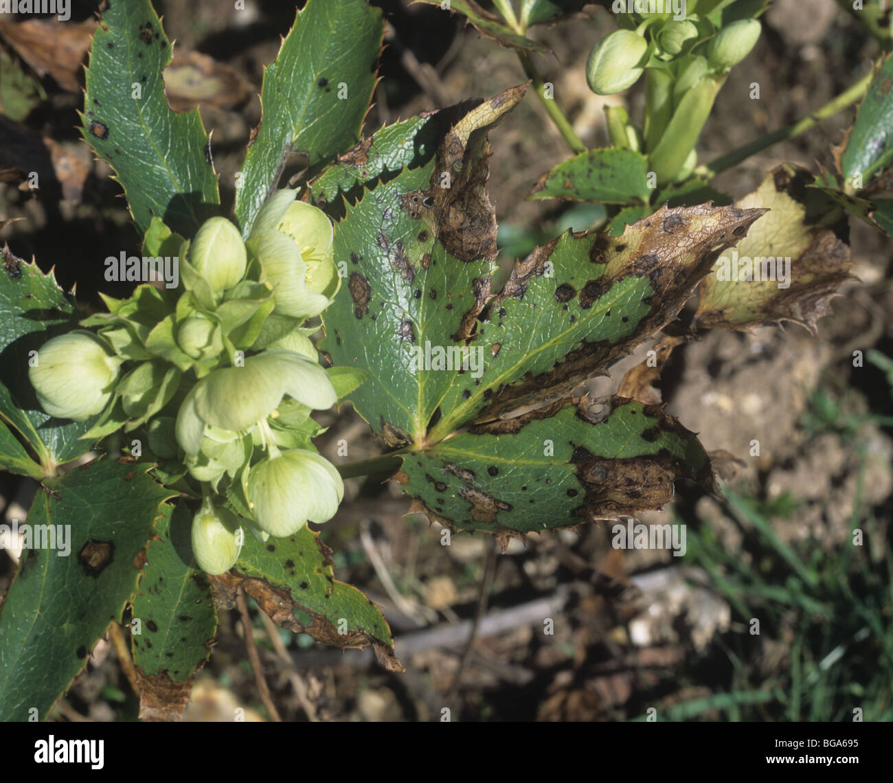 Hellebore leaf spot (Microsphaeropsis hellebori) on garden hellebore plant Stock Photo