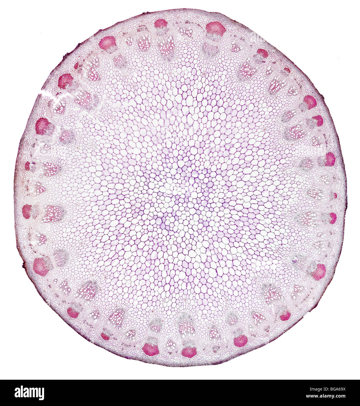 Sunflower, Helianthus annuus, brightfield photomicrograph TS showing