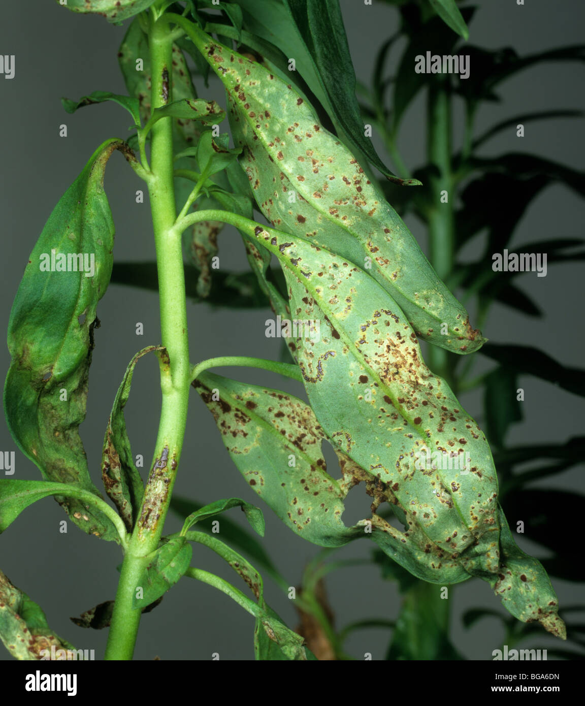 Antirrhinum rust (Puccinia antirrhini) pustules on leaf underside Stock Photo