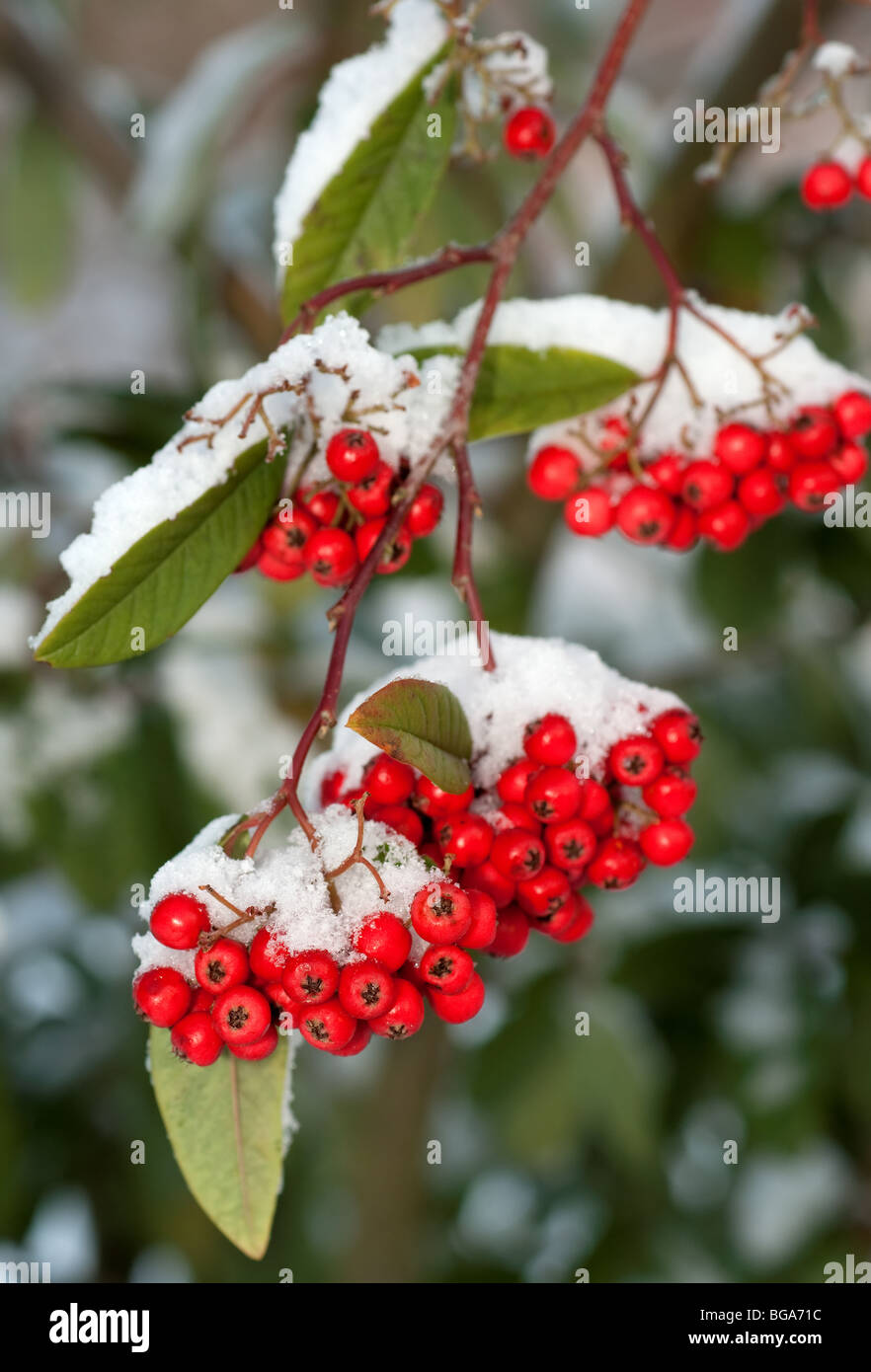 Red berries with sow and frost Stock Photo