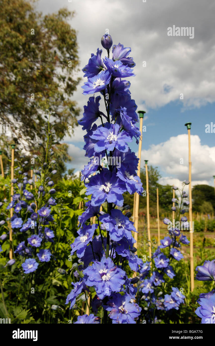 Delphinium blue flower hi-res stock photography and images - Alamy