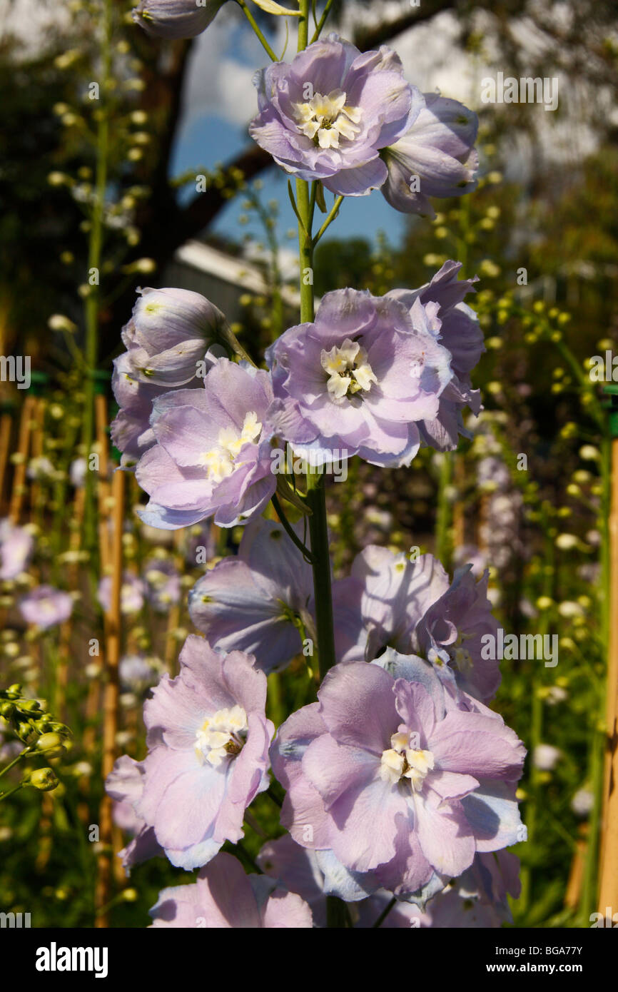 Delphiniums Stock Photo