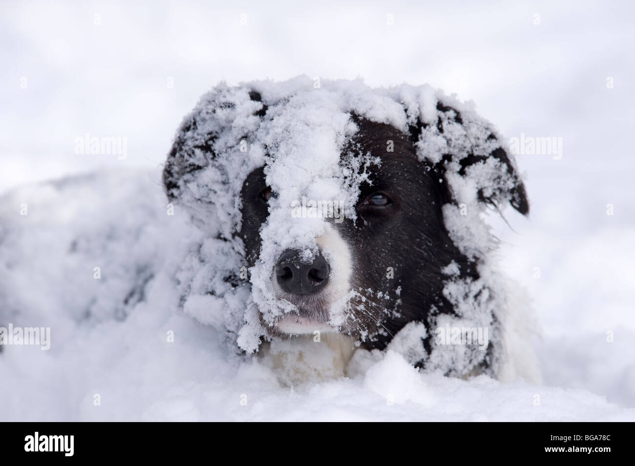 Border collie dogs in snow Stock Photo