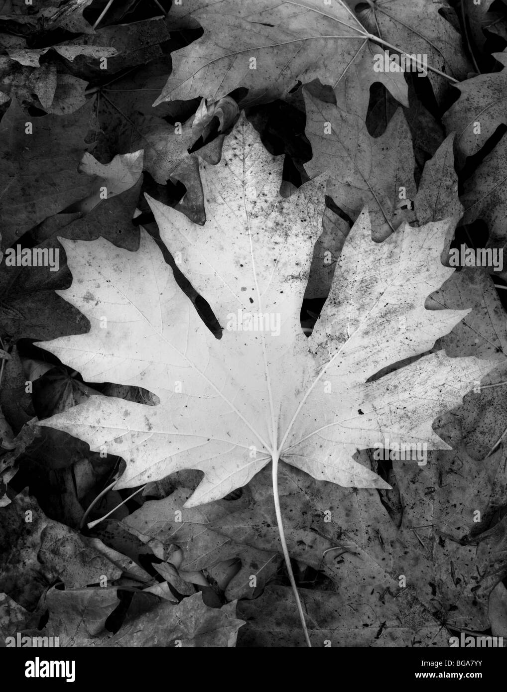 WASHINGTON - Big Leaf Maple leaf, acer macrophyllum. Stock Photo