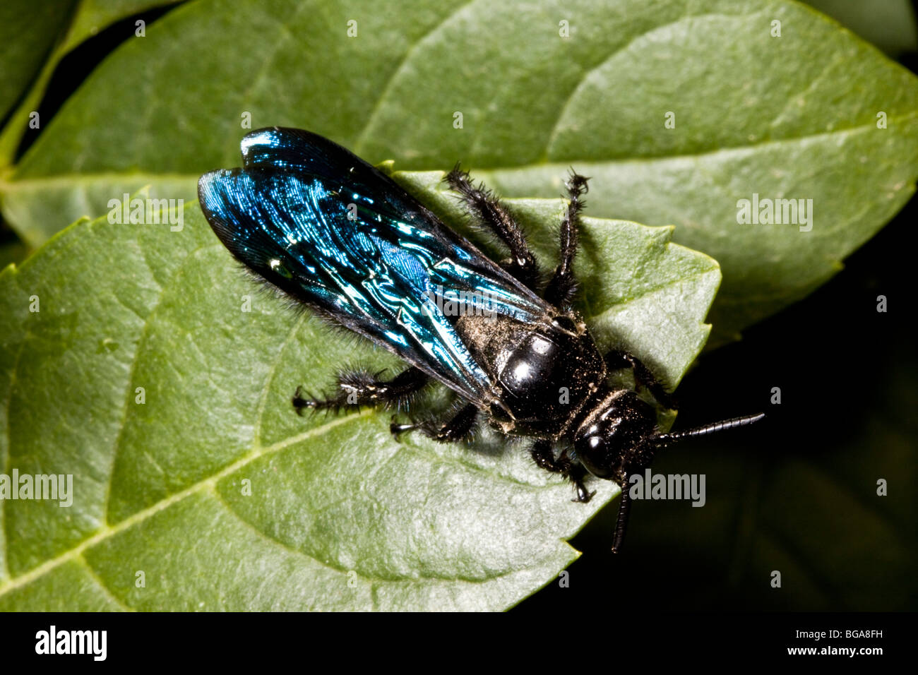Common insect found in many hi-res stock photography and images - Alamy