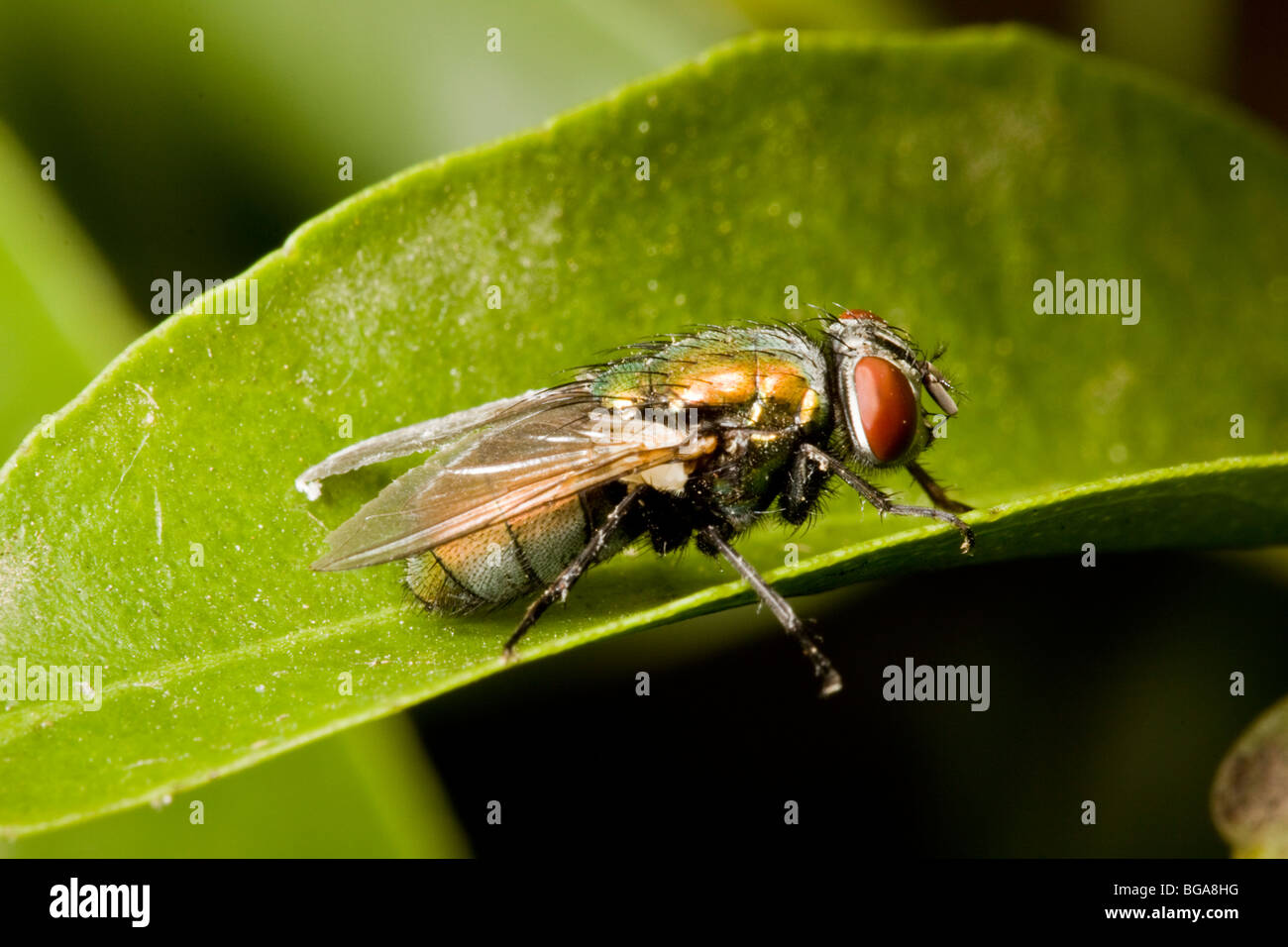 Common insect found in many hi-res stock photography and images - Alamy