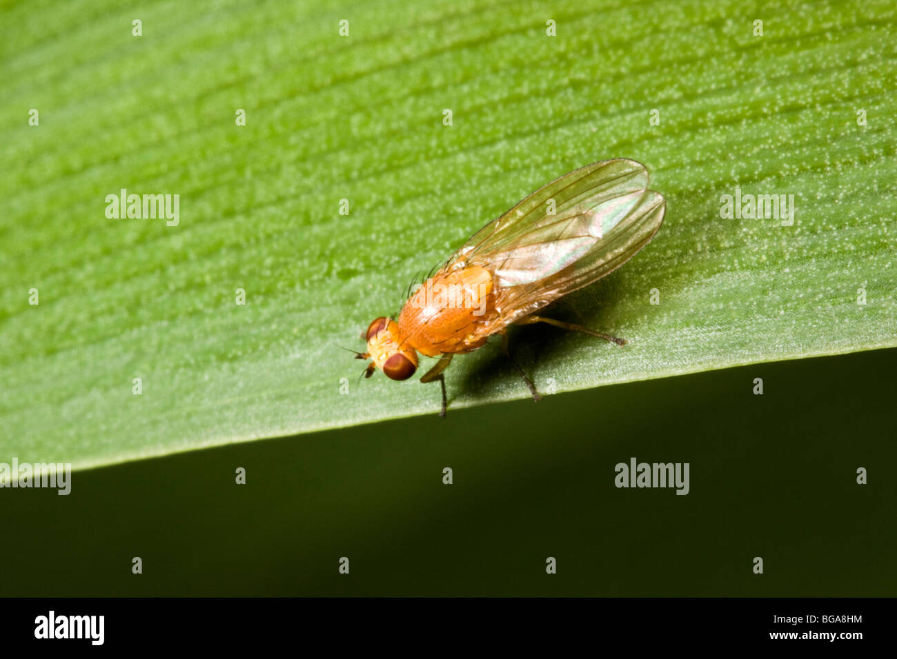 This common insect is found in many Australian gardens Stock Photo - Alamy