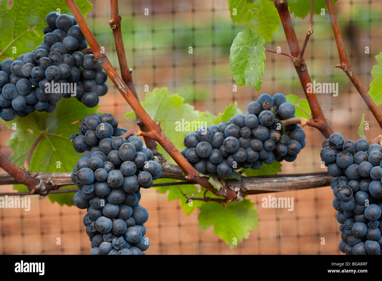 Torii Mor Winery, fall, vines, vineyards, grapes, pinot noir, wine, winery, Oregon, Yamhill Valley Stock Photo